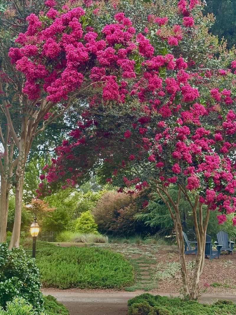 Crape Myrtle