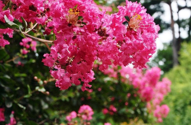 Crape Myrtle Crape Myrtle