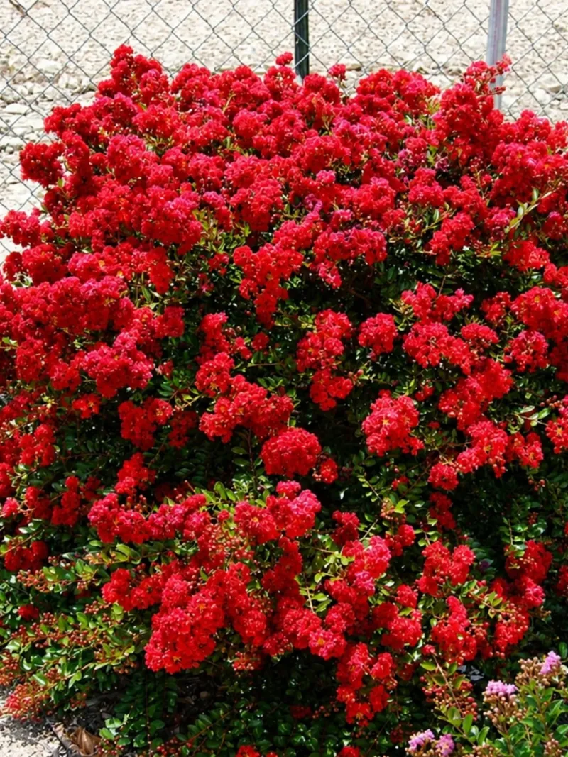 Crape Myrtle (Dwarf Varieties)