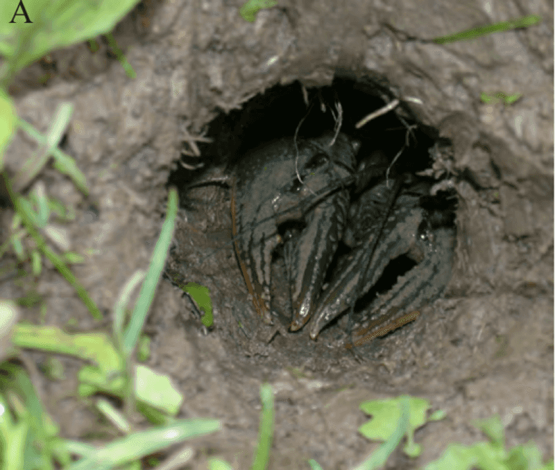 Crayfish