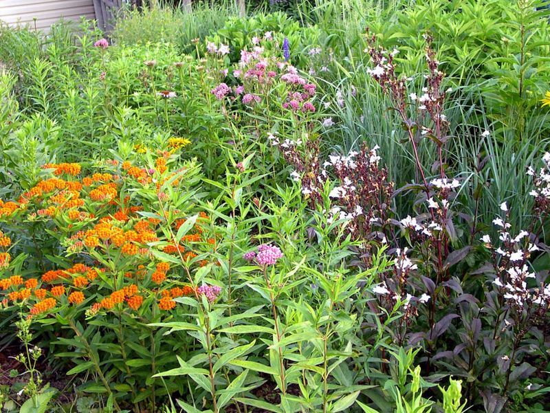 Create a contained patch of low, dense cover