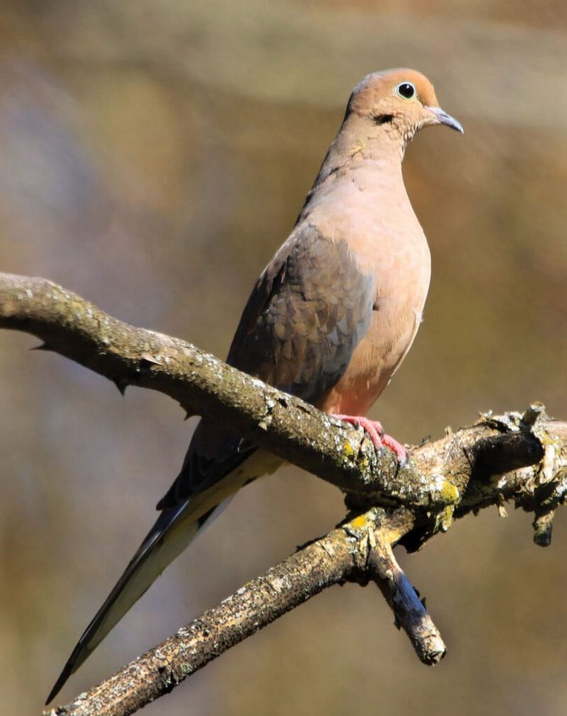 Create habitat first and treat seed eating as incidental