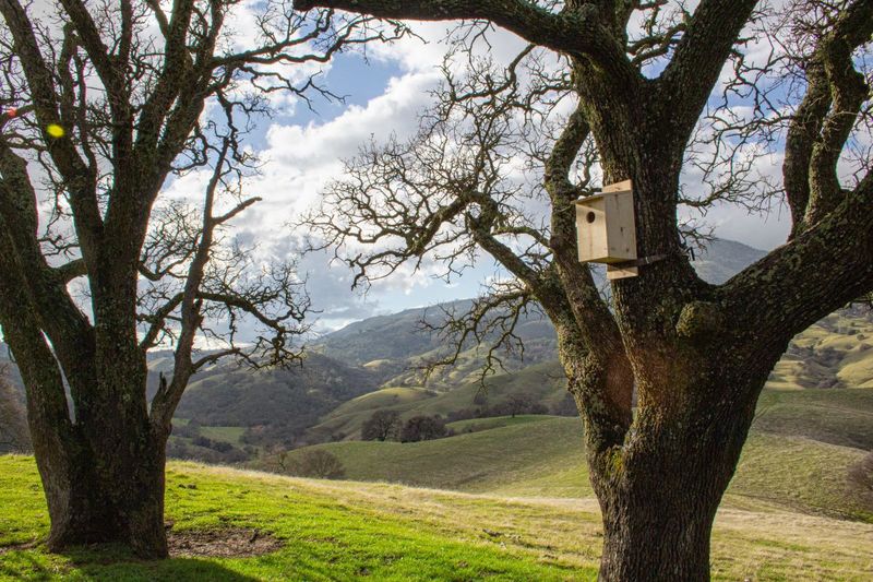 Create habitat that kestrels can use without promising results