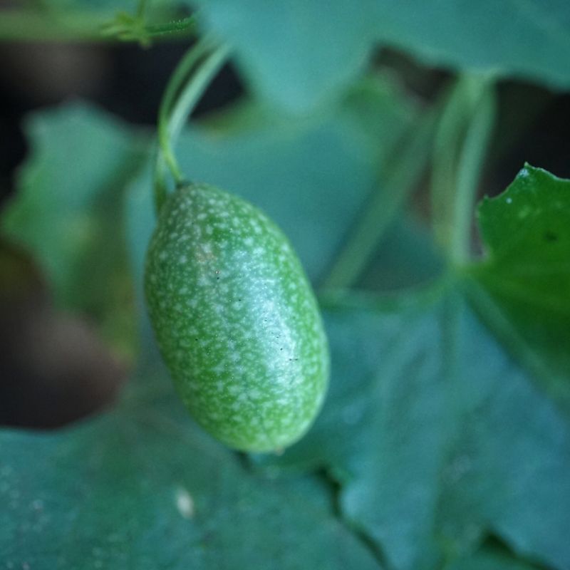 Creeping Cucumber