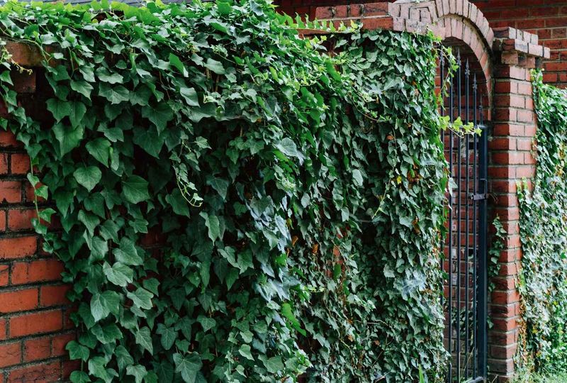 Creeping Fig