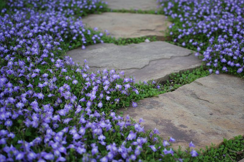 Creeping Mazus Creeping Mazus