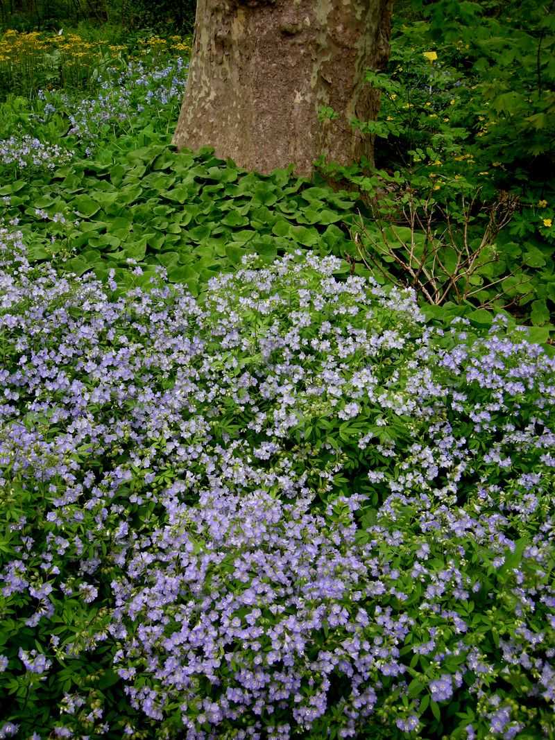 Creeping Phlox (Phlox stolonifera)