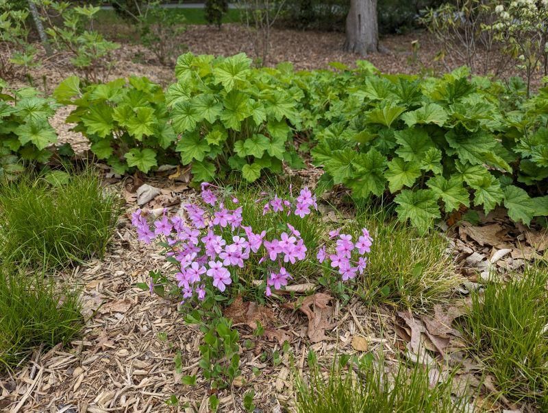 Creeping Phlox (Phlox stolonifera)
