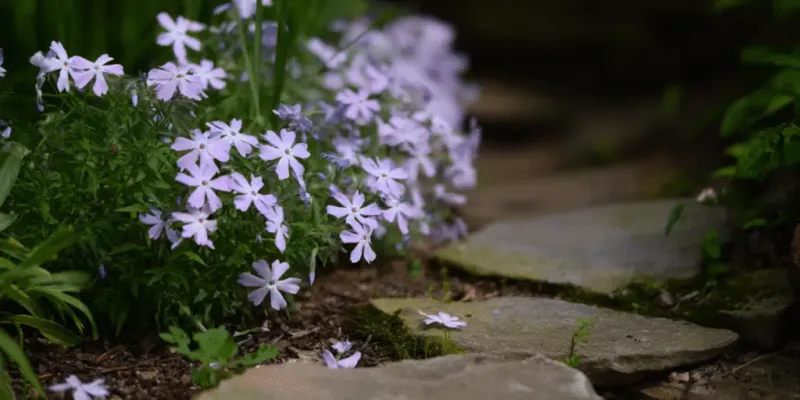 Creeping Phlox (Phlox stolonifera)