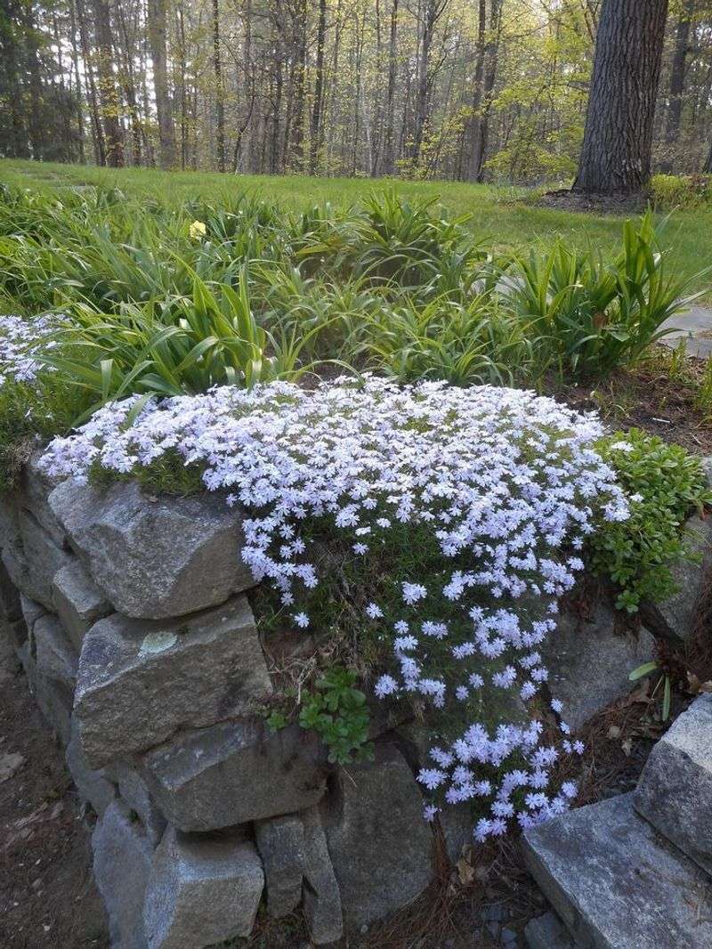 Creeping Phlox (Phlox subulata)