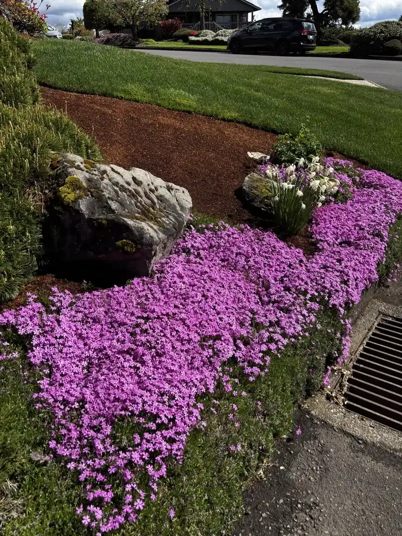Creeping Phlox (Phlox subulata)