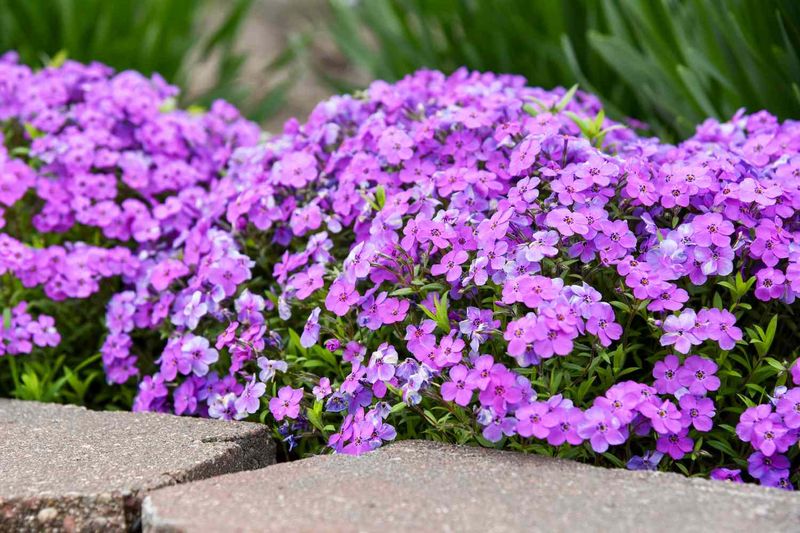 Creeping Phlox