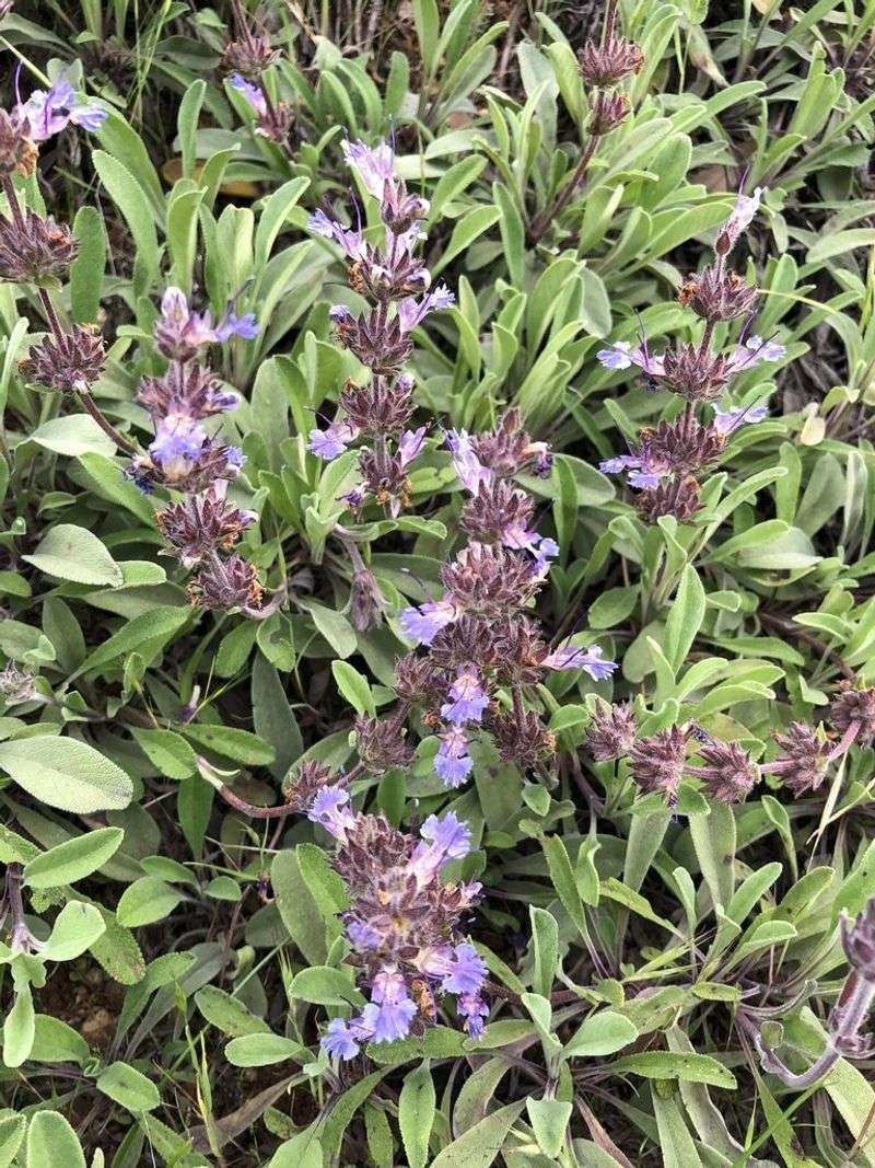 Creeping Sage