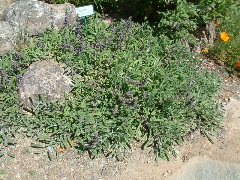 Creeping Sage (Salvia sonomensis)