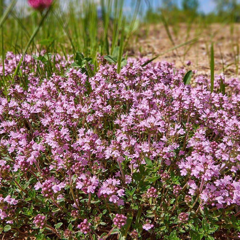 Creeping Thyme (Thymus serpyllum)