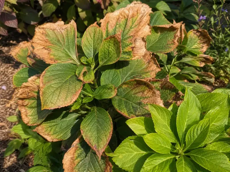 Crispy edges are the plant’s early warning