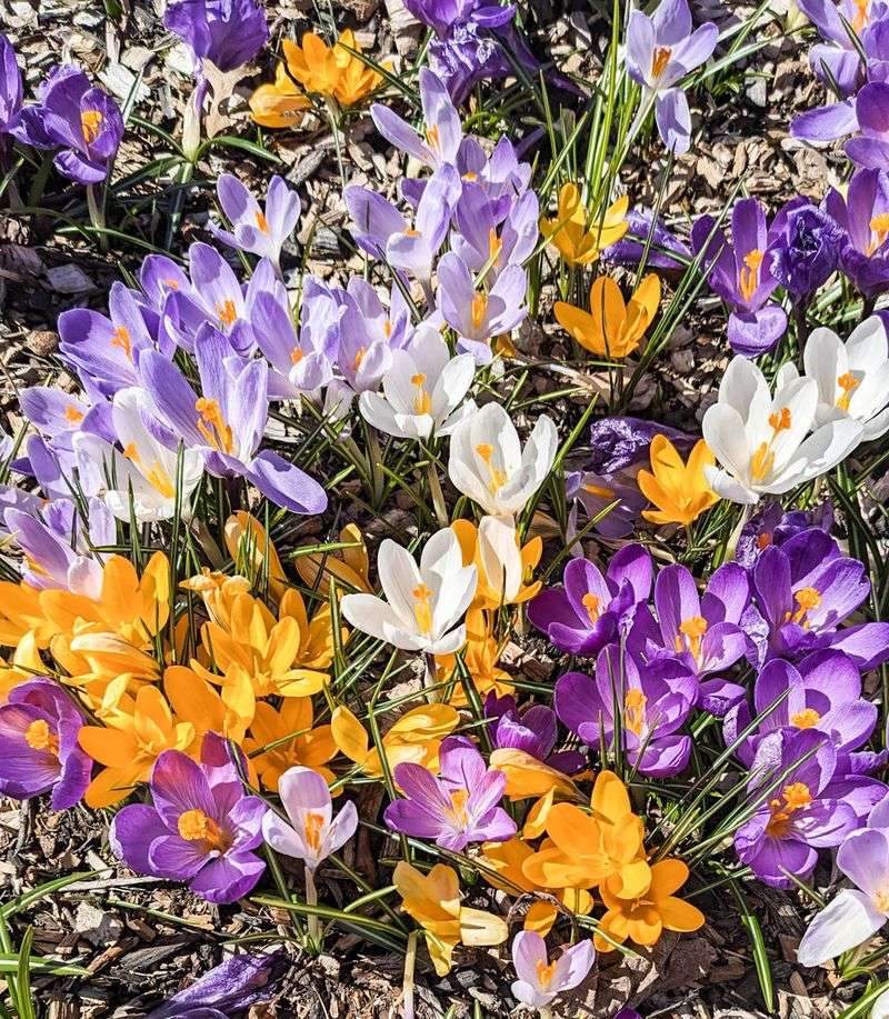 Crocus