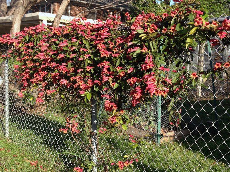 Crossvine can cover a fence, but site and maintenance decide the outcome Crossvine can cover a fence, but site and maintenance decide the outcome