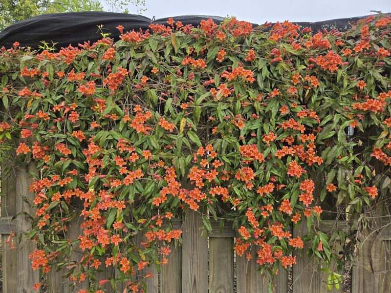 Crossvine is a strong native candidate for a Texas fence