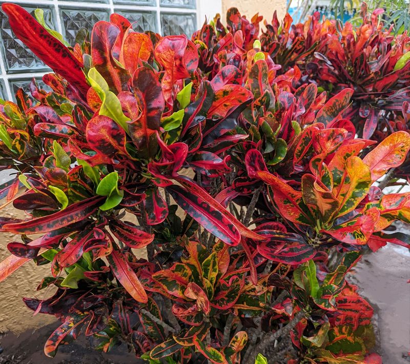 Croton Croton