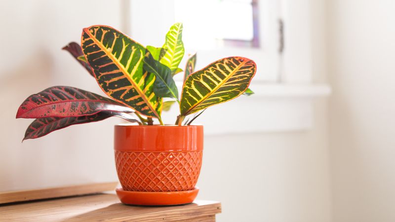 Croton
