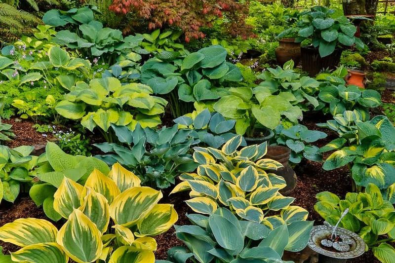 Crowded Planting And Poor Airflow Crowded Planting And Poor Airflow