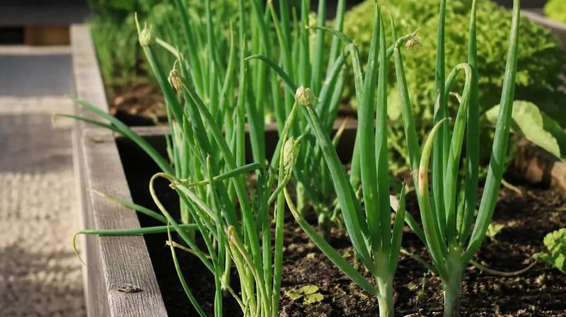 Crowding may explain green tops and undersized bulbs Crowding may explain green tops and undersized bulbs