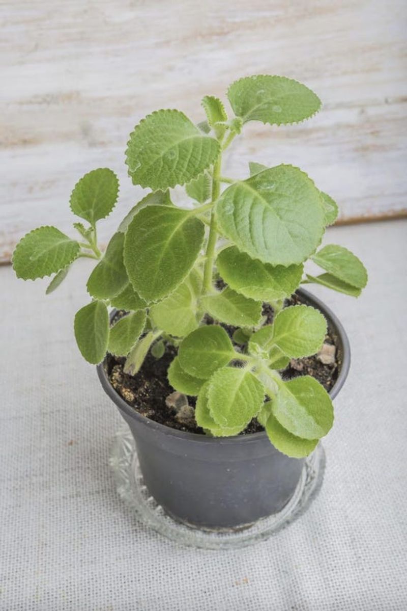 Cuban Oregano