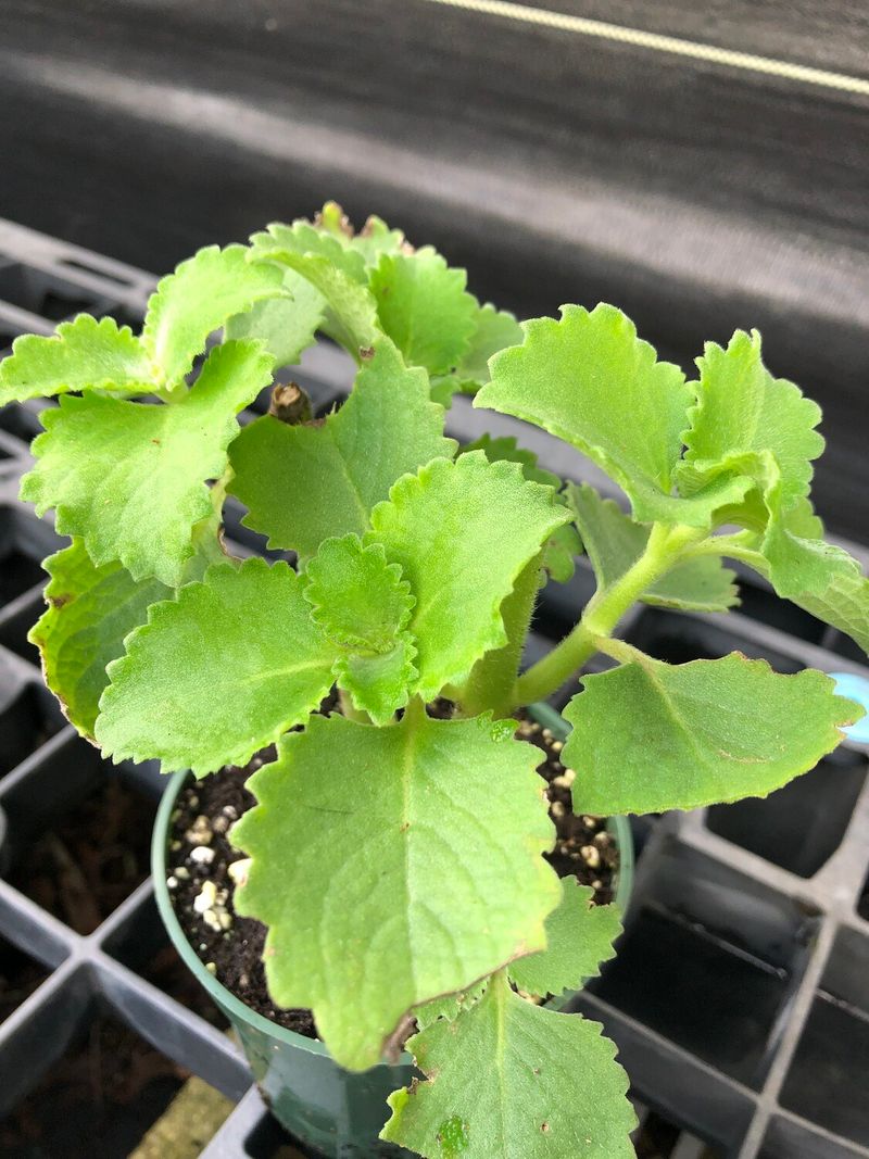 Cuban Oregano