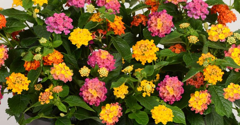 Cultivar and location determine how much pruning helps