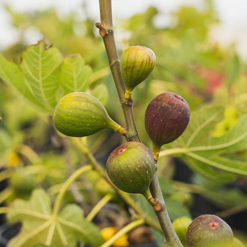 Cultivar, pollination, and freeze damage can decide the outcome Cultivar, pollination, and freeze damage can decide the outcome