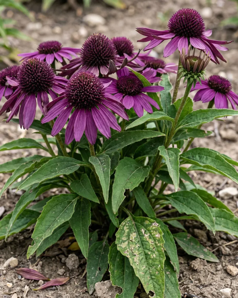 Cultivar type changes the result