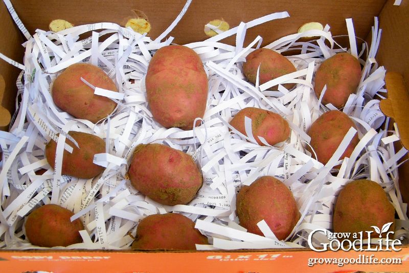 Cure roots in shade, warmth, and good ventilation