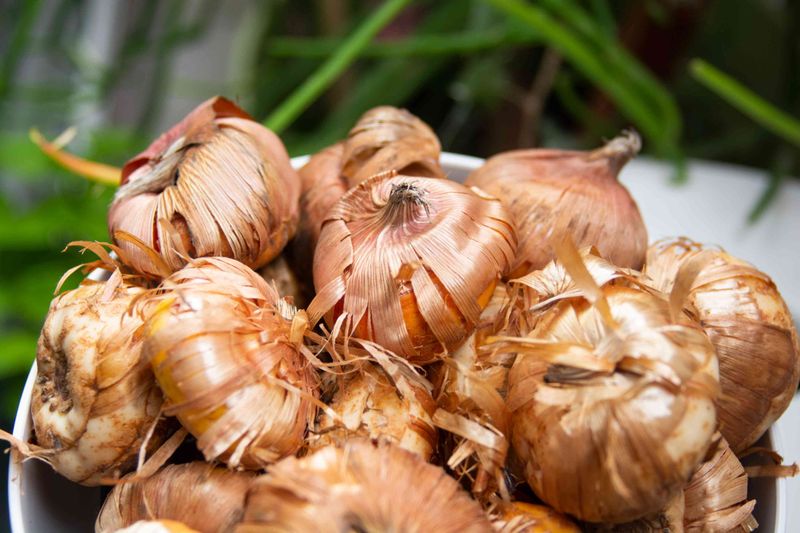 Cure the corms in a dry, ventilated place
