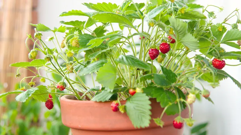 Currants and Alpine Strawberries (Shade-Tolerant Picks)