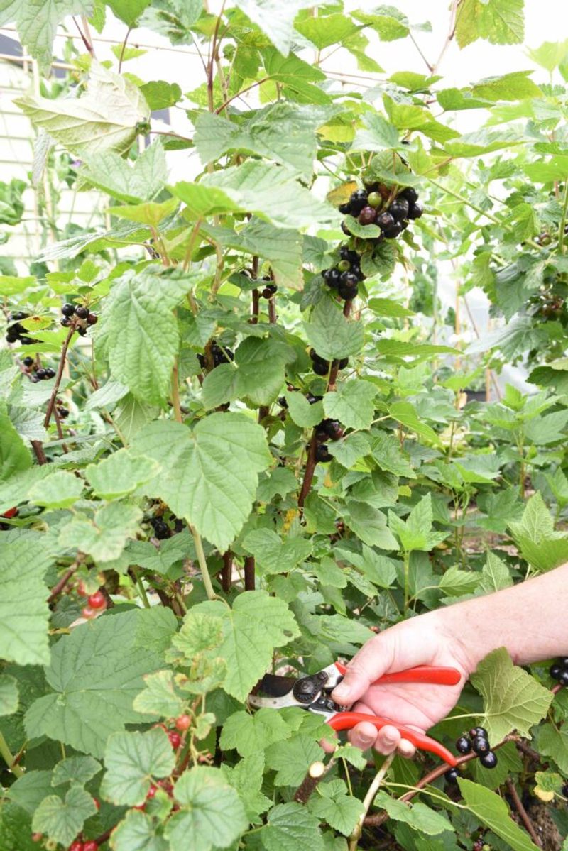 Currants and Gooseberries Currants and Gooseberries