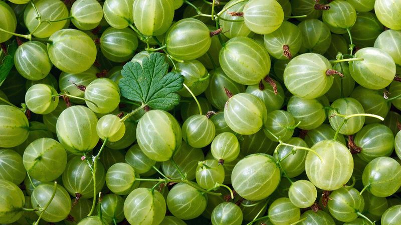 Currants and Gooseberries Currants and Gooseberries