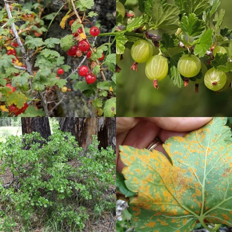 Currants and Gooseberries