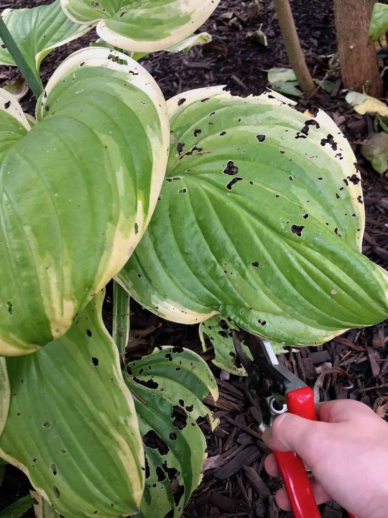 Cut away damaged leaves, but wait on a full cleanup
