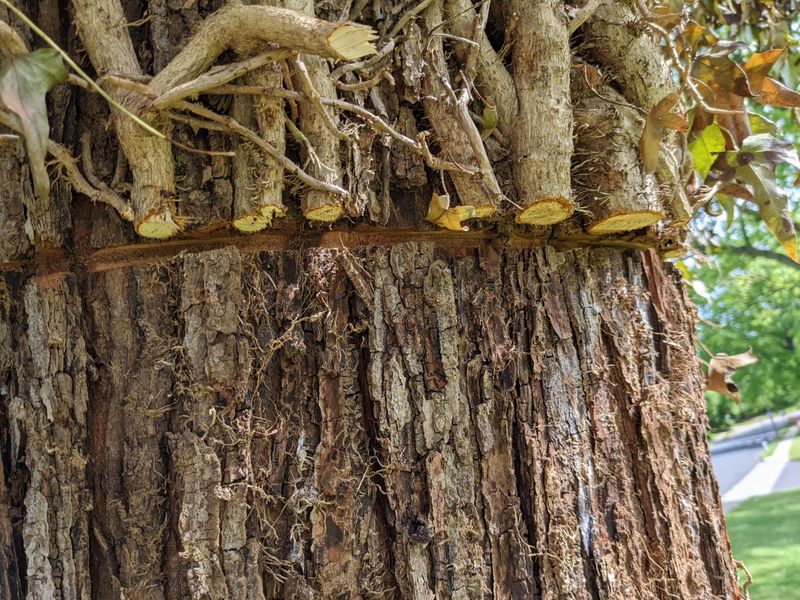 Cut existing ivy at the ground instead of pulling it from bark