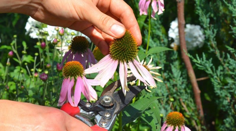Cut healthy growth only after dormancy