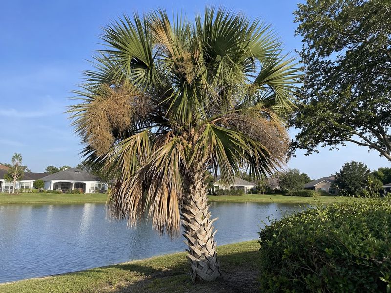 Cutting Off Healthy Green Fronds