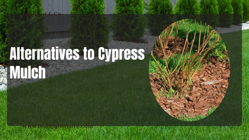 Cypress Mulch in Shady Foundation Beds