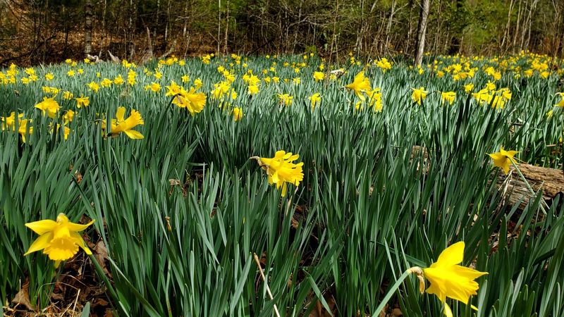 Daffodils