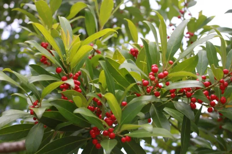 Dahoon Holly