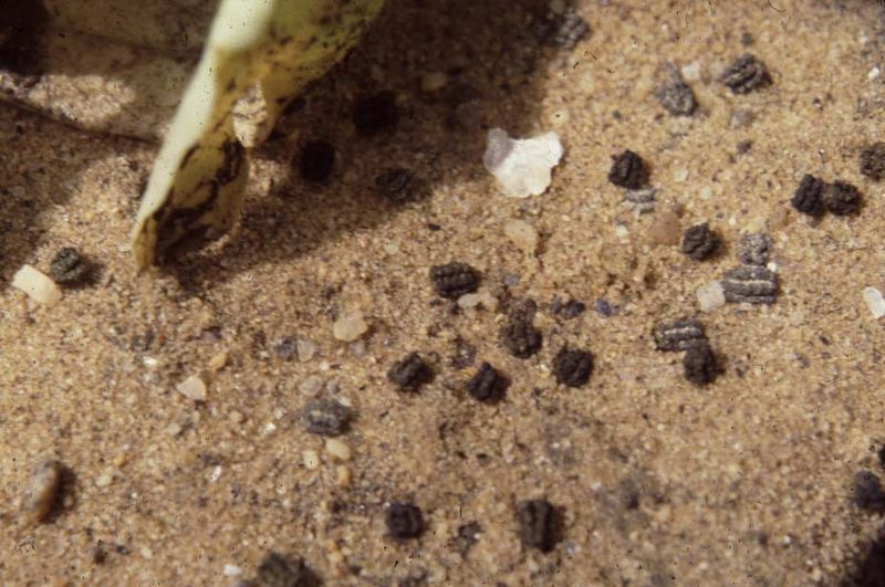 Dark Frass Can Signal Damage Before You See the Caterpillar Dark Frass Can Signal Damage Before You See the Caterpillar