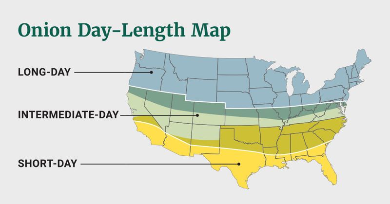 Day length helps determine when bulbing begins Day length helps determine when bulbing begins