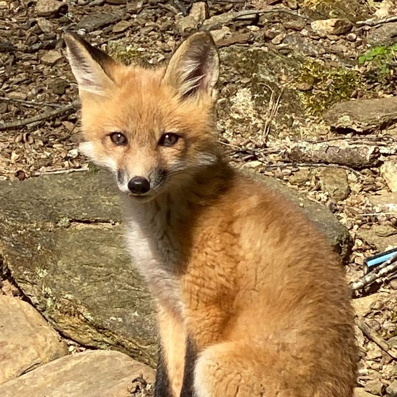 Daylight alone does not mean rabies
