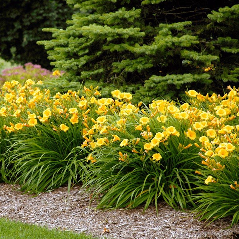 Daylily (Hemerocallis)