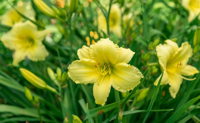 Daylily